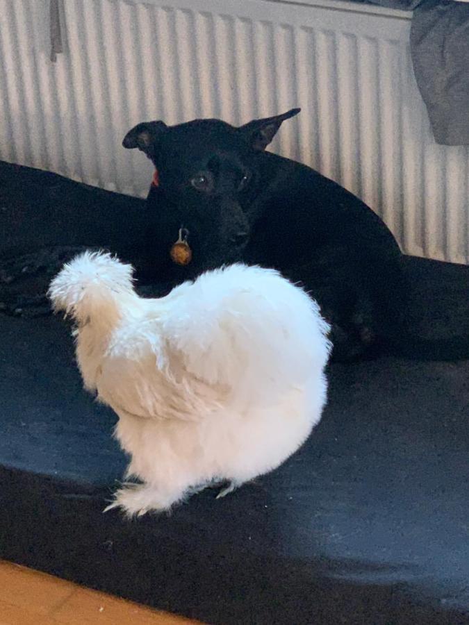 Haus Am Hang; Ferienwohnung Fernblick Stolberg  Esterno foto